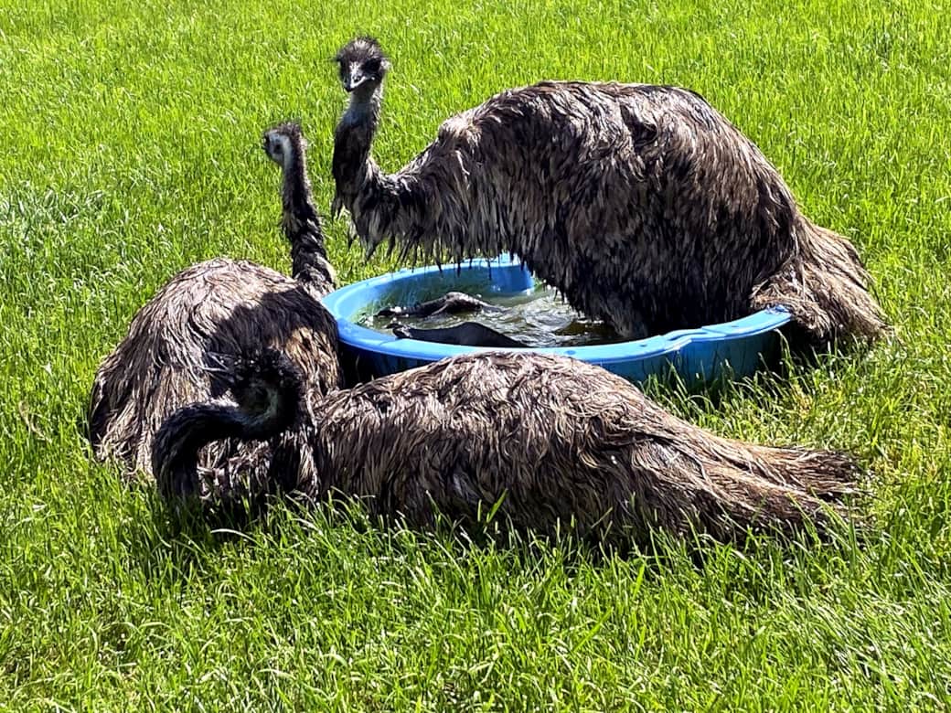 Emus