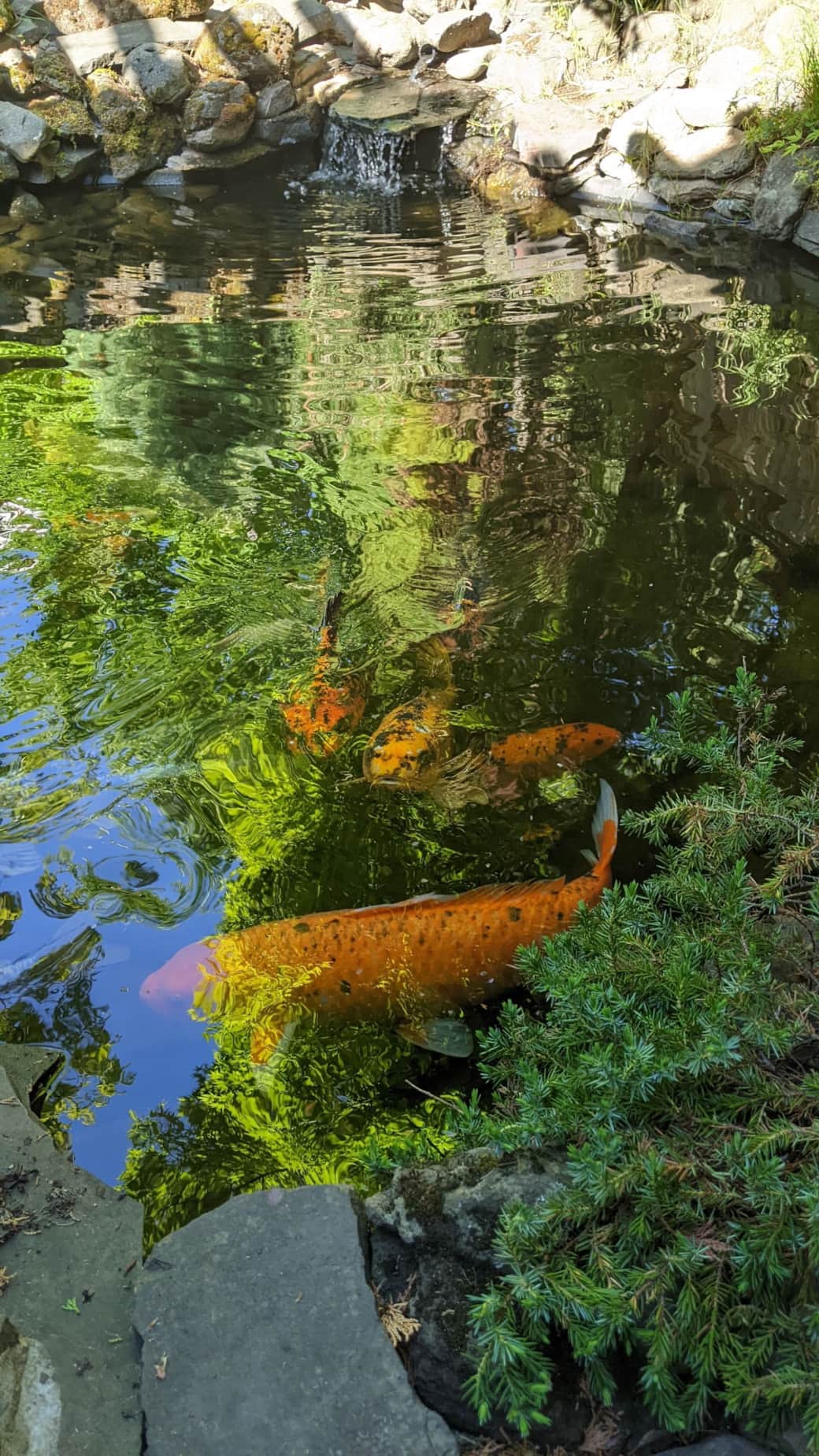 4 Koi 4 Koi