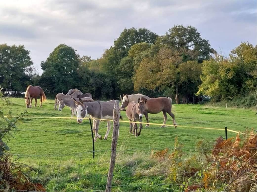 Nos ânes en liberté dans les prés autour du gîte