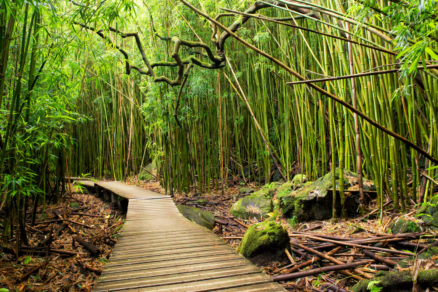 Bamboo forrest