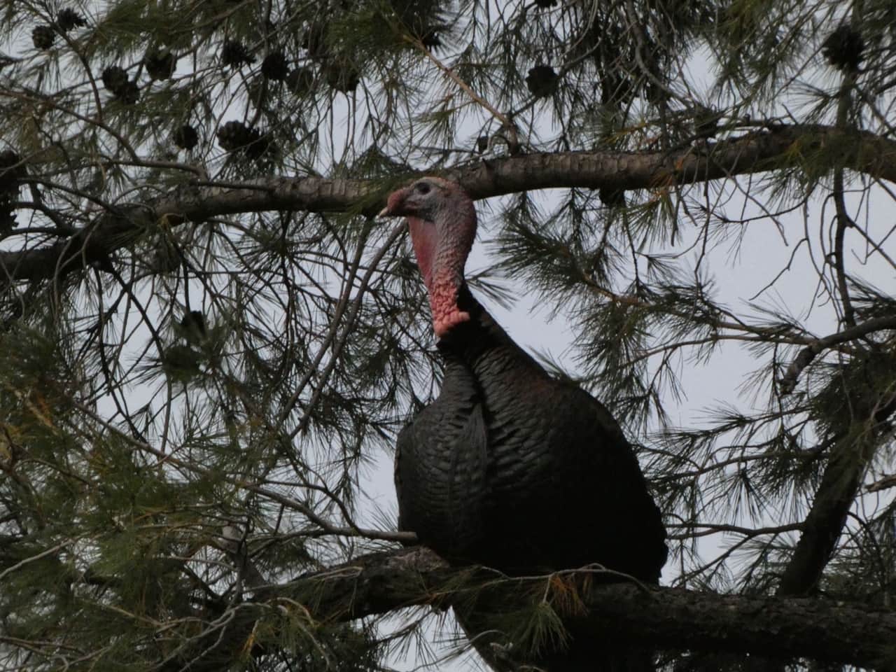 Goulds Turkey in a large pine tree overlook the rest of the rafter in nearby Sycamore trees.