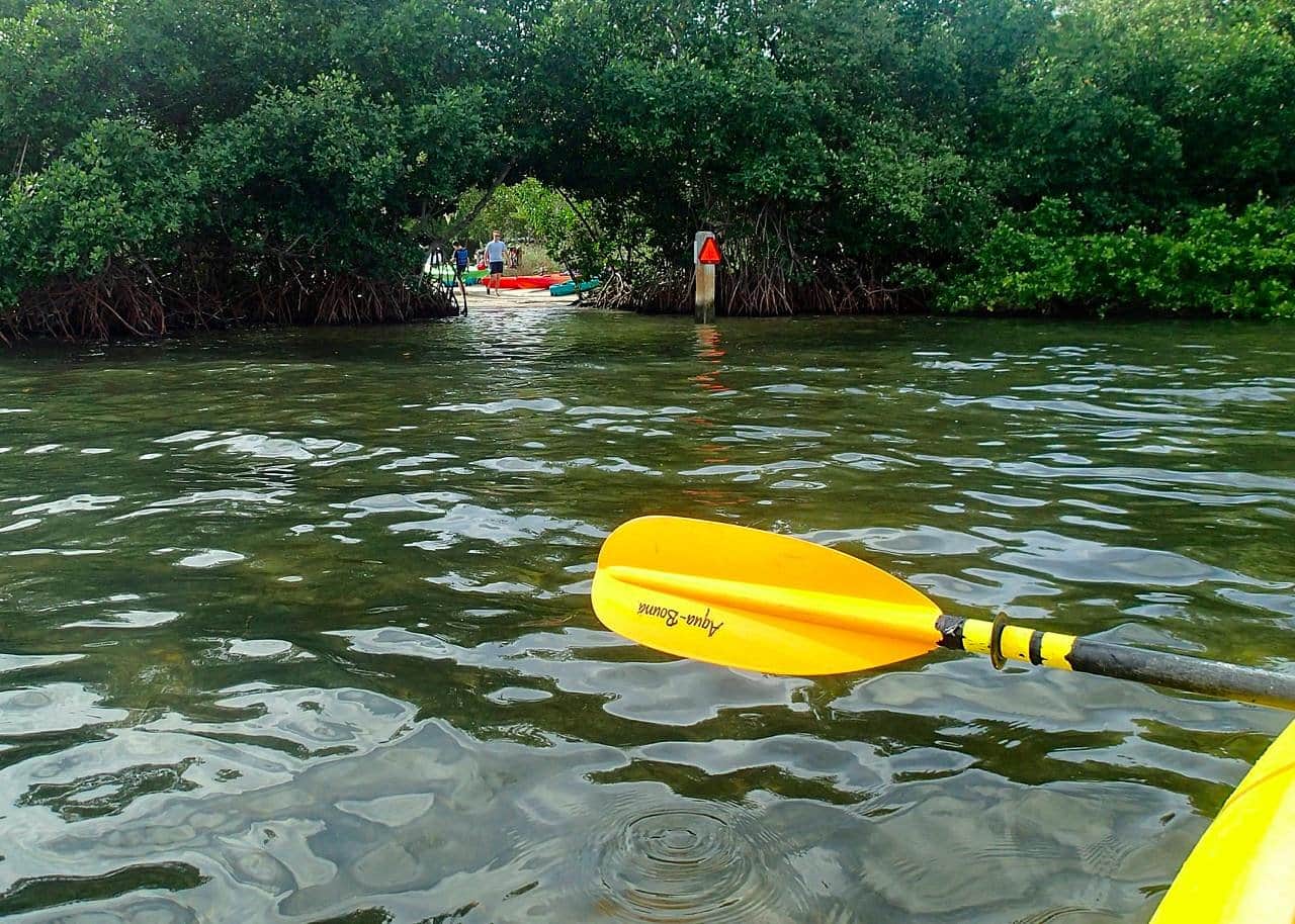 Kayak Mangroves Siesta Key Turtle Beach