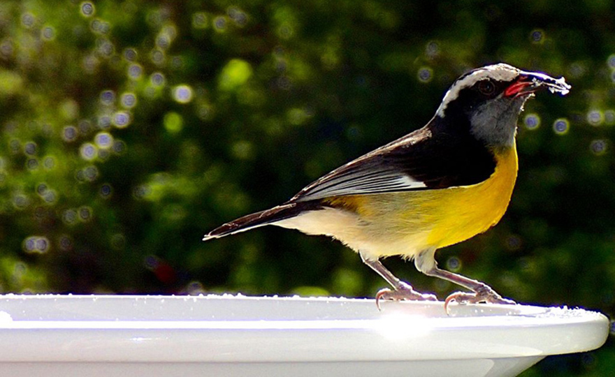  bananaquits love sugar