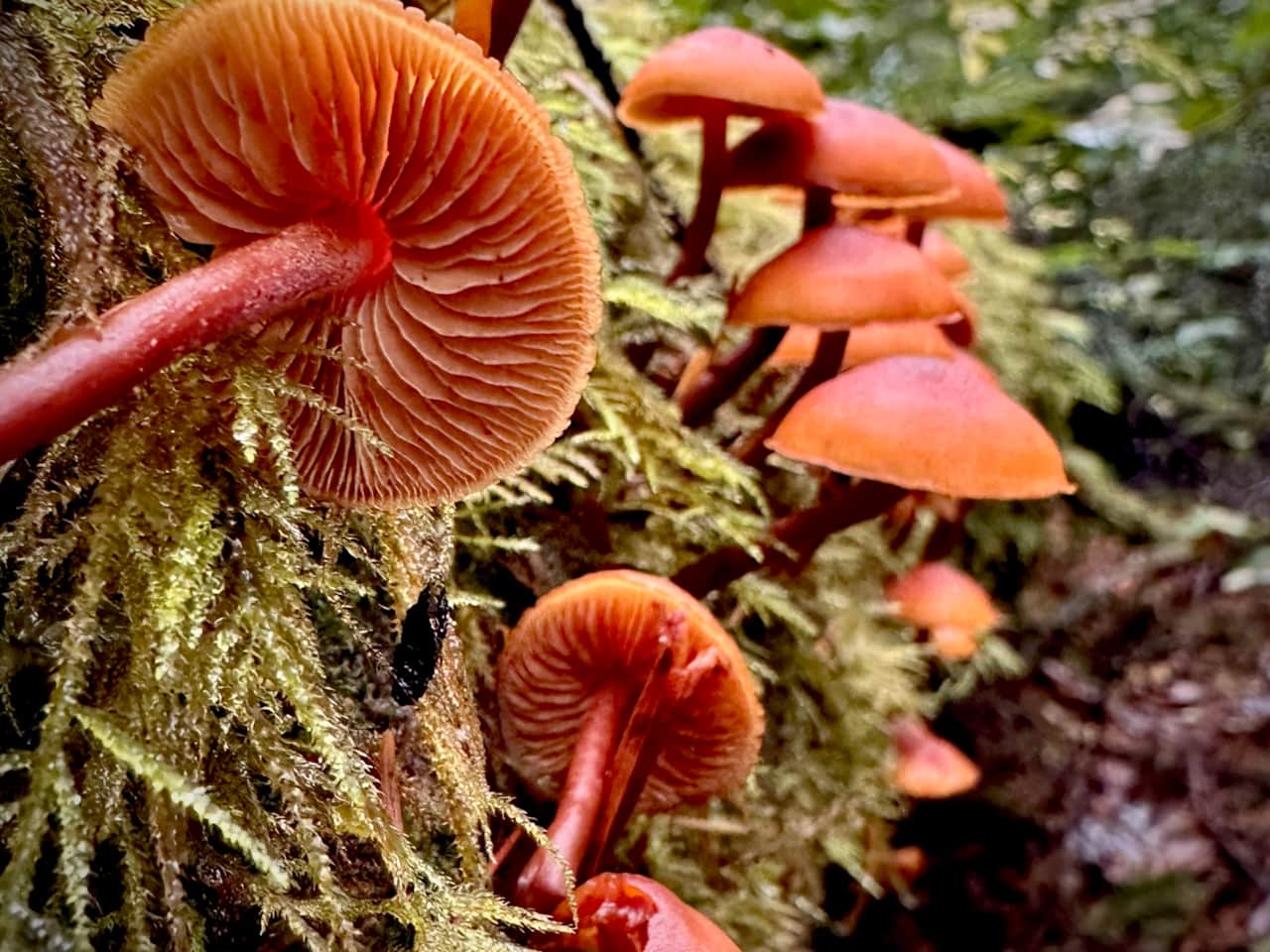 Tiny worlds growing on the garden floor.