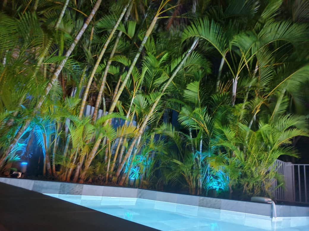 Piscine avec palmiers éclairés - Villa Zeinga à Sainte-Anne Piscine avec palmiers éclairés - Villa Zeinga à Sainte-Anne