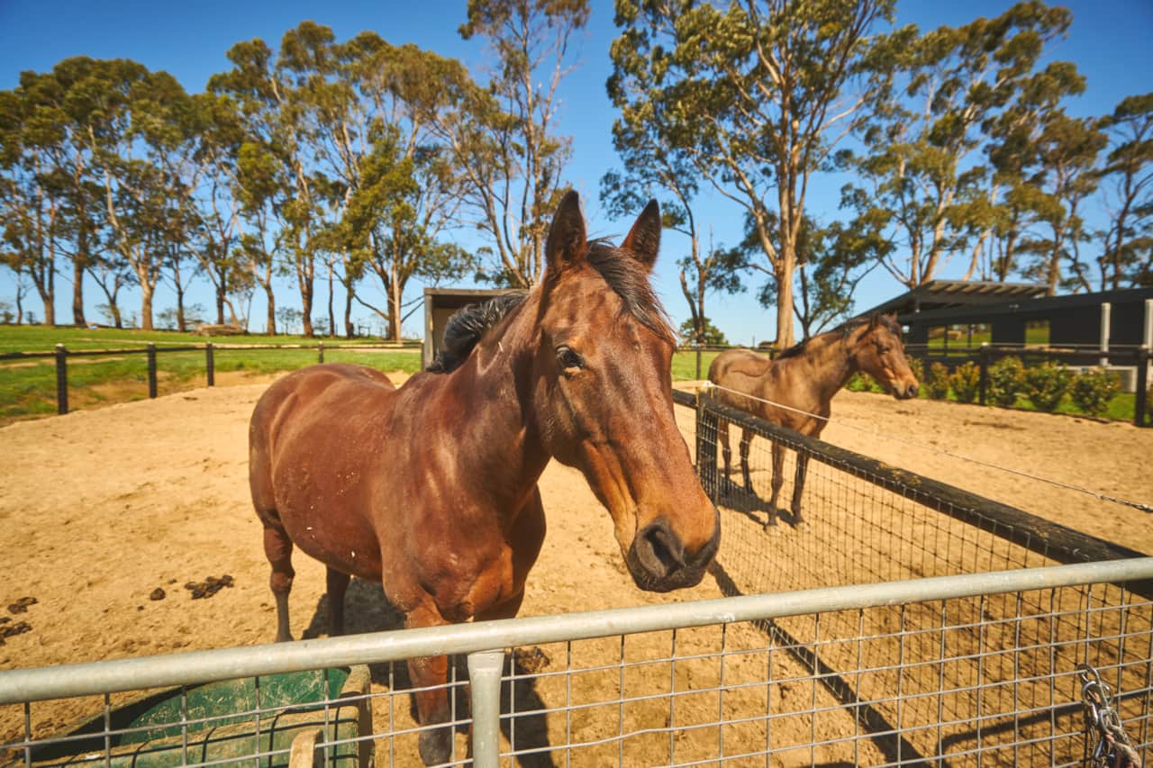 Meet our beautiful horses