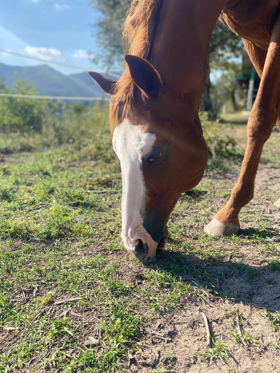 Horse