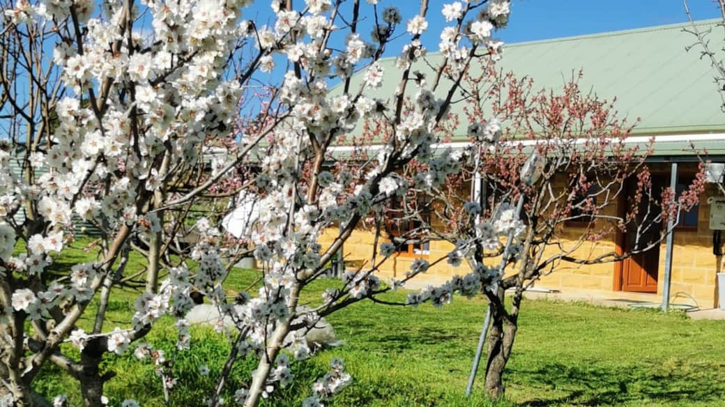 Fruits flowering