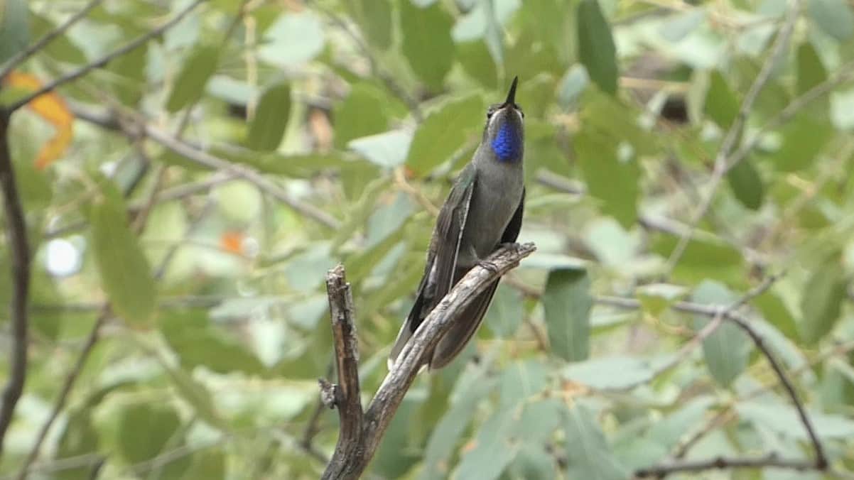 Blue Throated  Mountain Gem Hummingbird