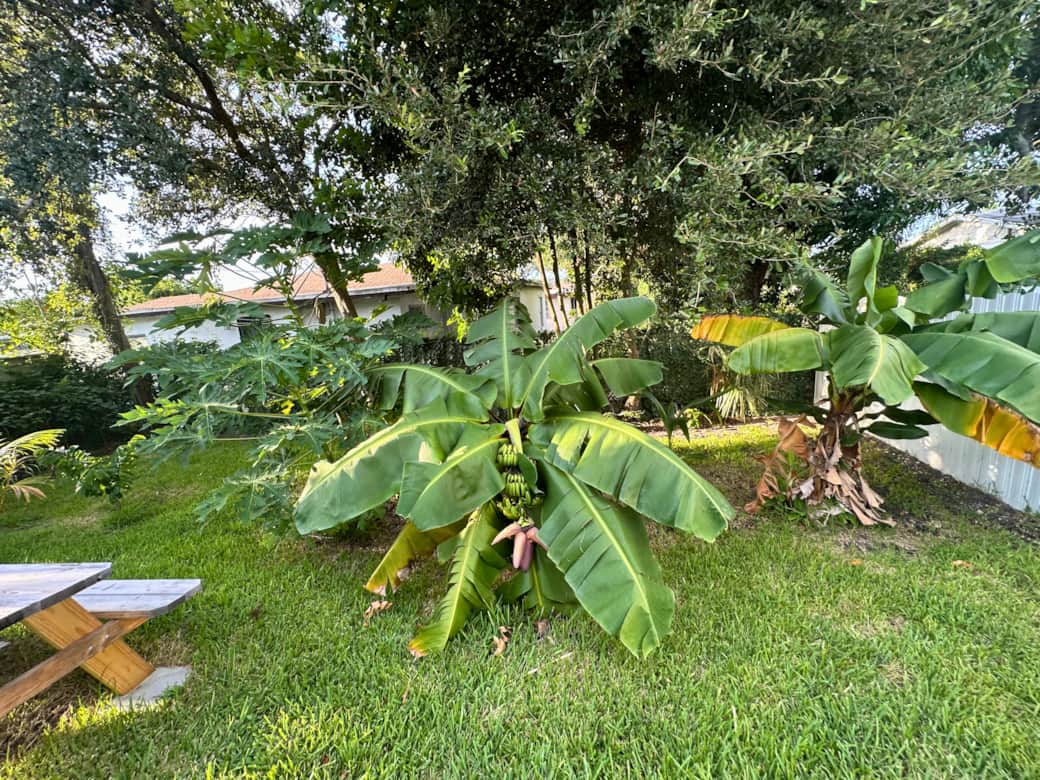 Backyard- Relax under lush fruit trees in your private oasis.