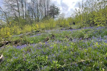 In early May the bluebells are in full show