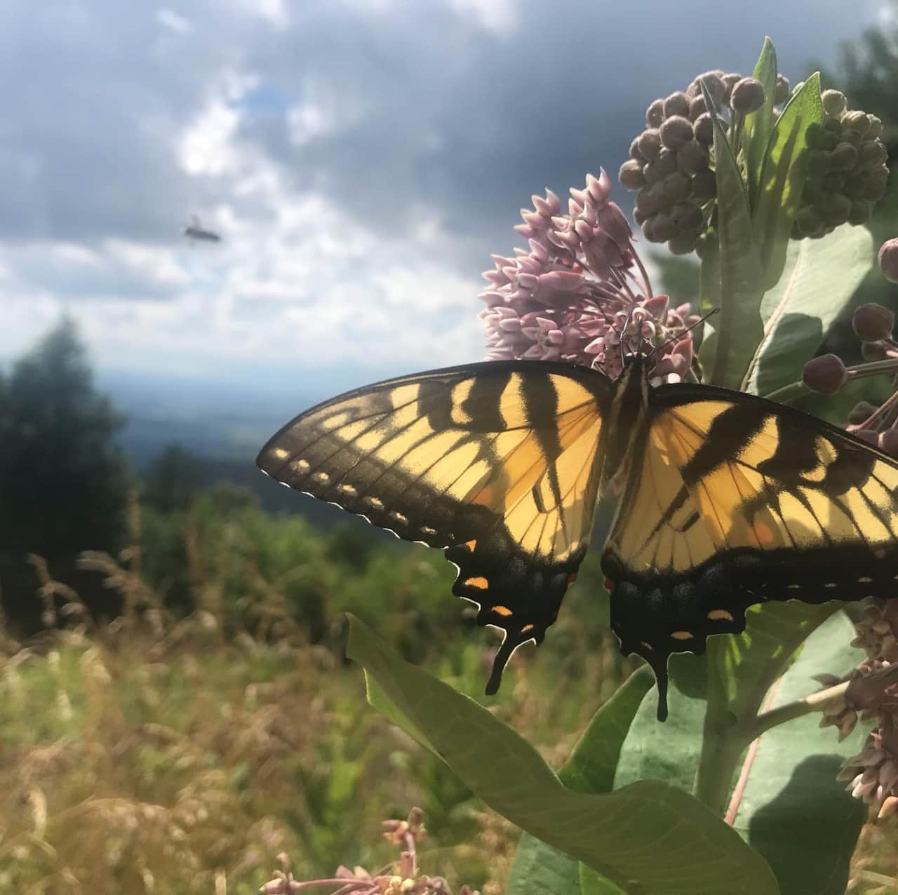 Butterfly Camp is surrounded by native plants that attract pollinators