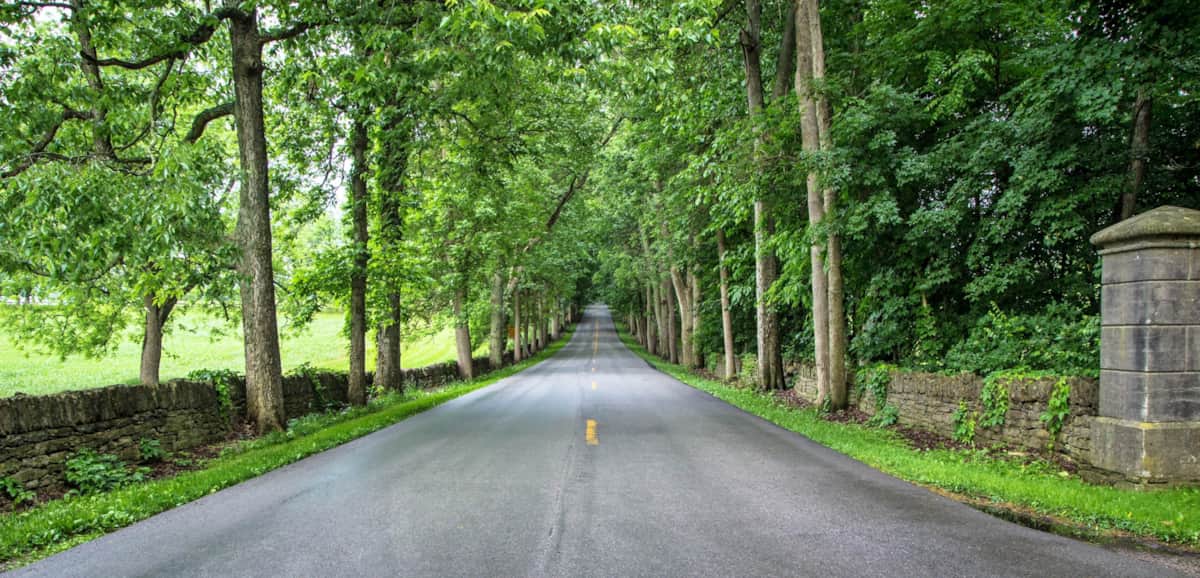 Tree-lined road from The Cozy Things