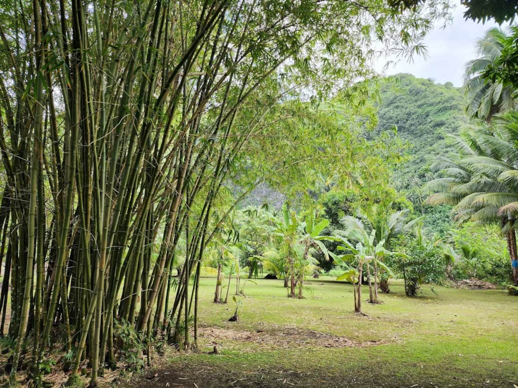 Bambou jardin