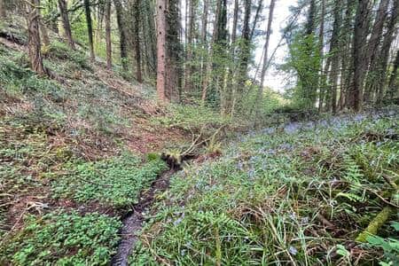Woodland Stream with pretty bluebells