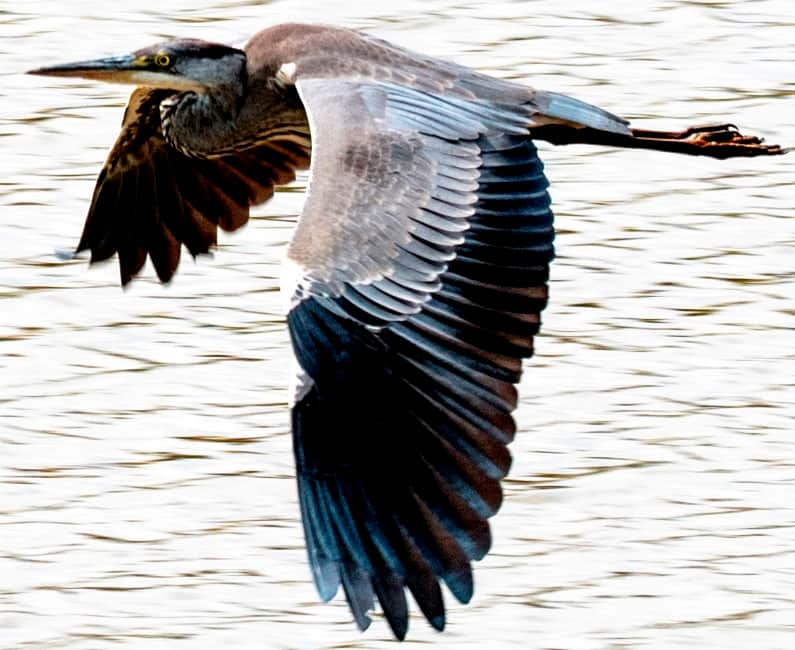 Heron flight
