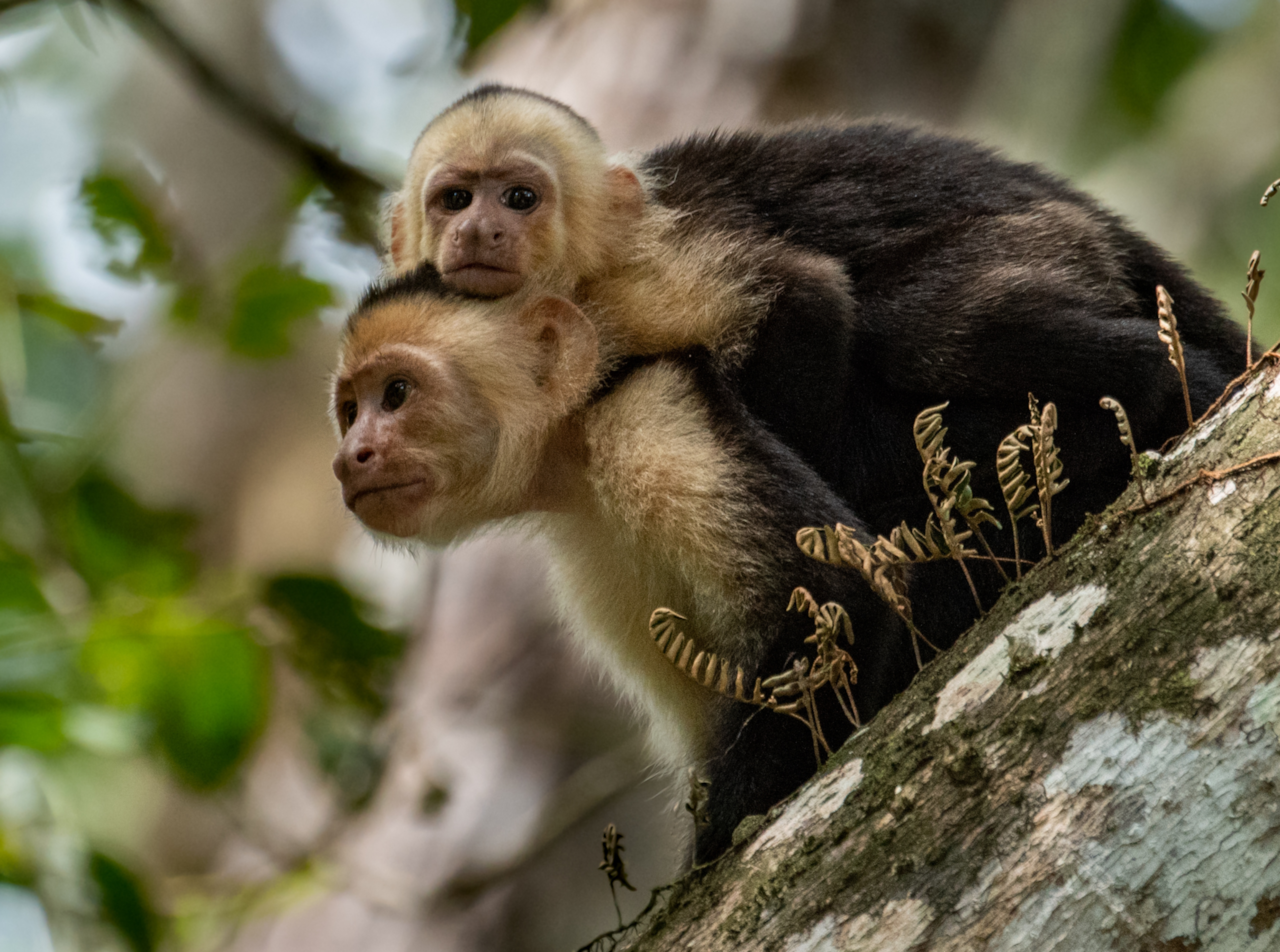 Discover Wildlife