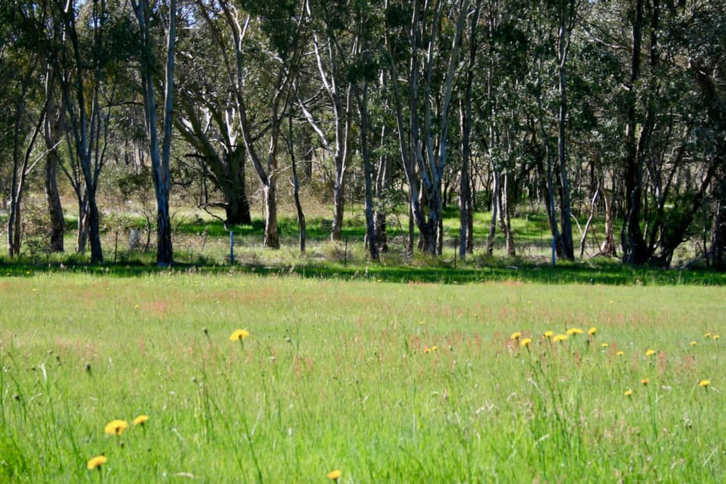 Plenty of Trees for the Koalas