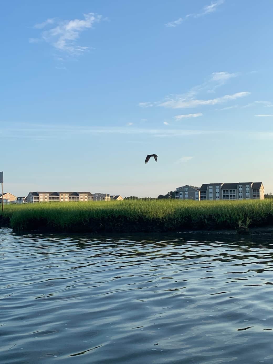 Indian River Bay wildlife