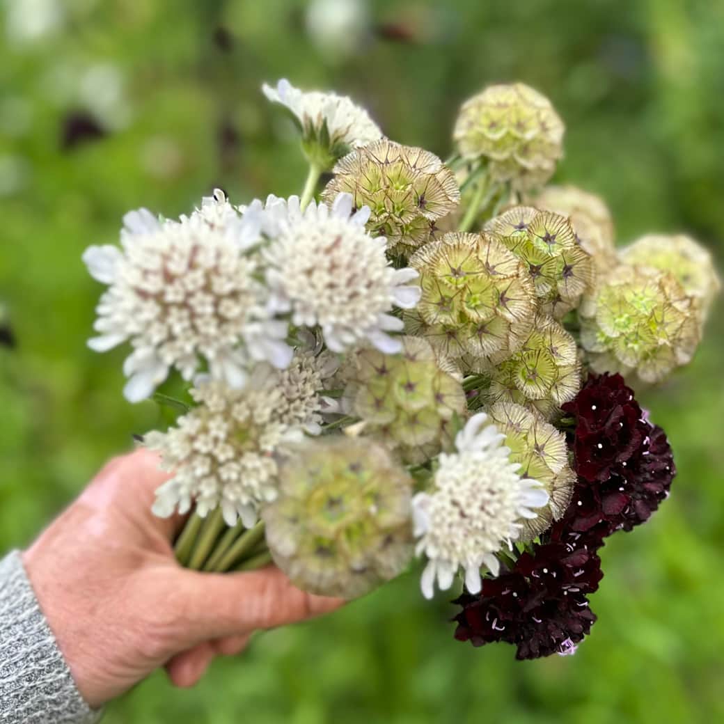 Gathered from the garden. Gathered from the garden.