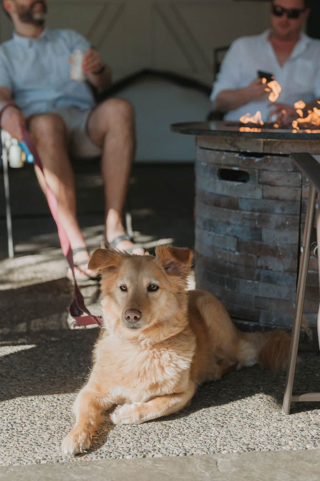Pet friendly