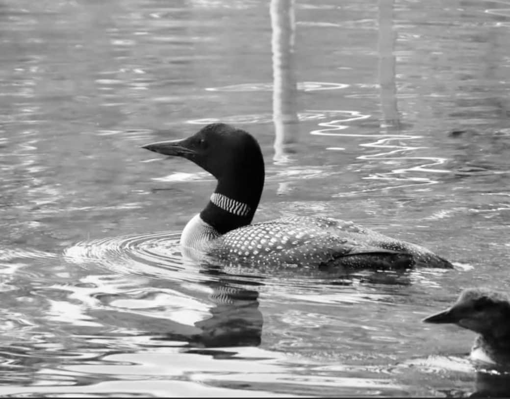 One of our lake loons.
