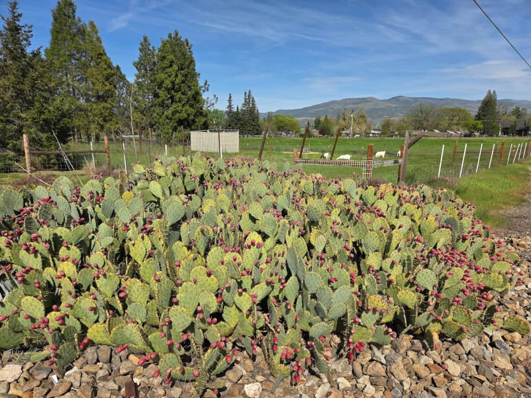Prickly Pears