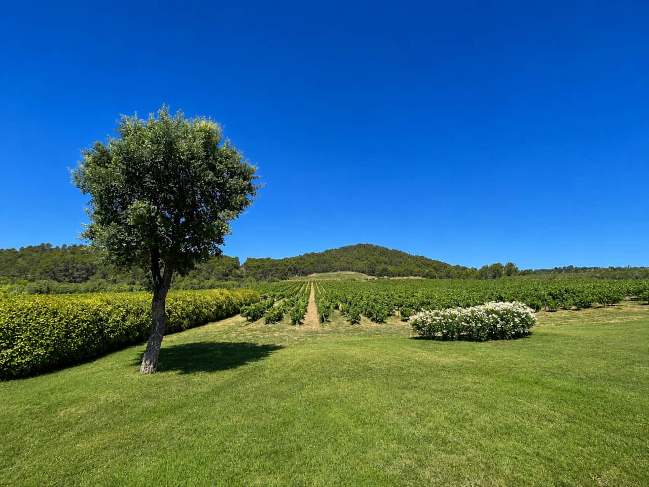 Uitzicht over de tuin en het glooiende landschap van de Minervois