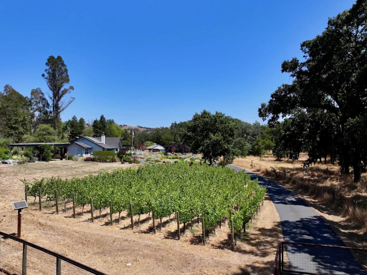 Hobby vineyard by front gate.