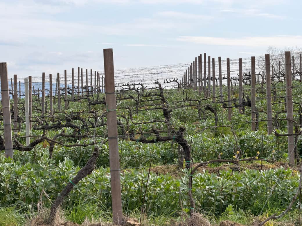 Vineyard