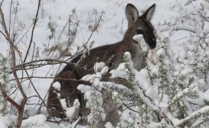 Snowy Mountains Australia