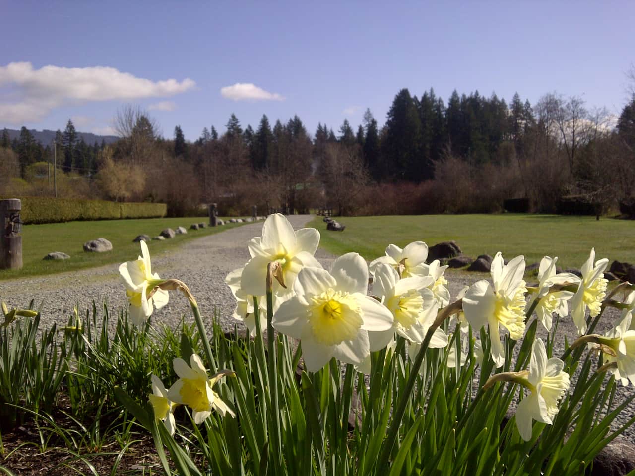Easter Daffodils