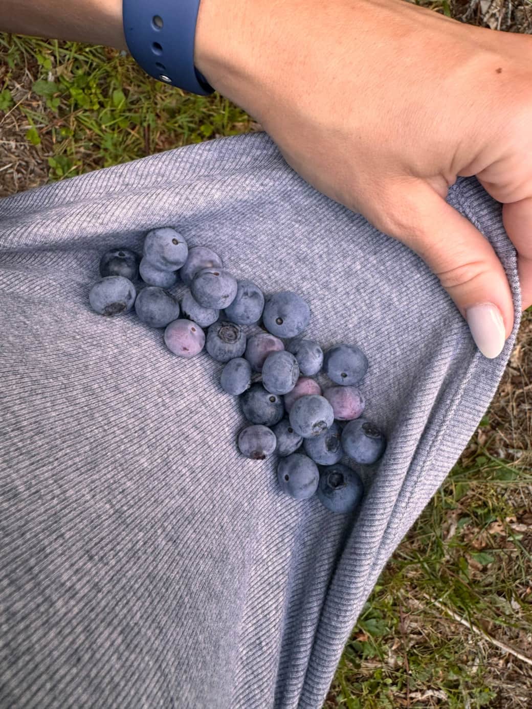 Blueberry Cece