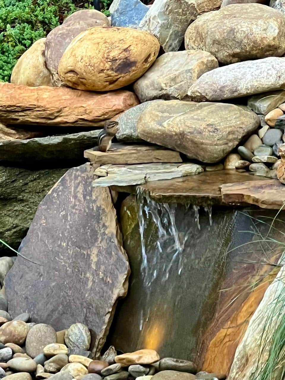 Chipmunk on the waterfall