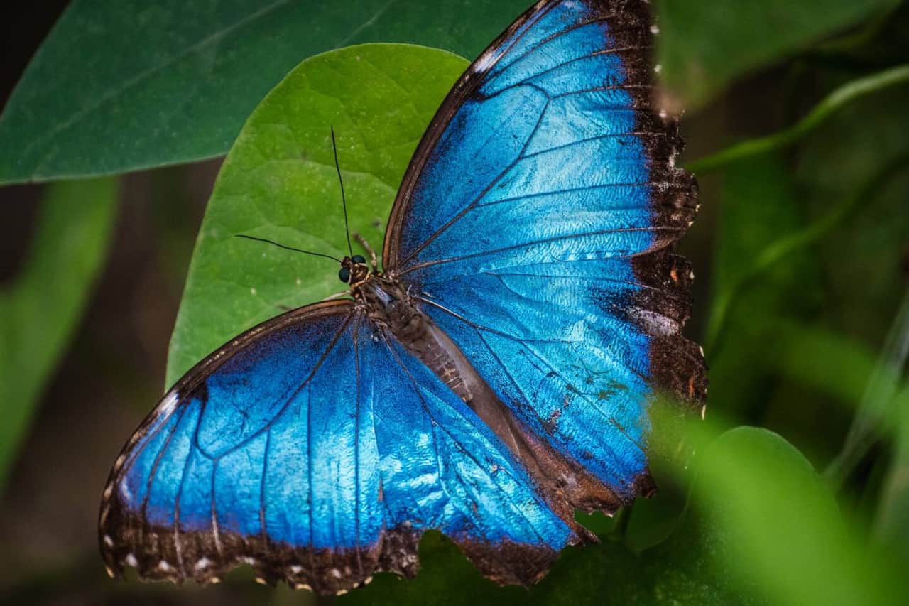 Blue Morpho butterflies are regulars on the property, particularly during rainy season