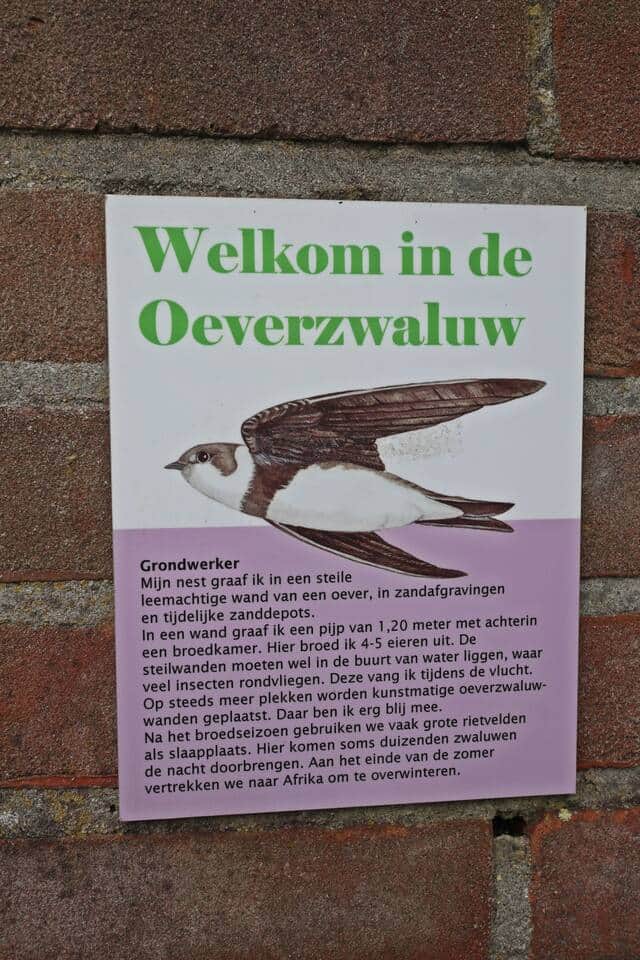 Welkom in de Oeverzwaluw... lees eens wat een leuke vogel het is Welkom in de Oeverzwaluw... lees eens wat een leuke vogel het is