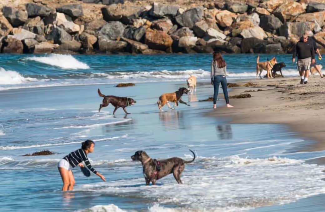 Dog Beach