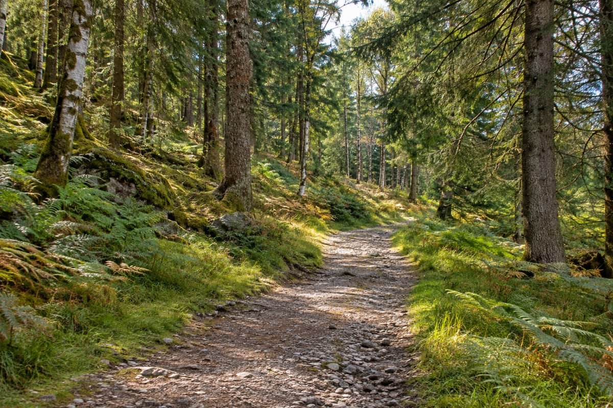 AI illustration: gravel path through a green conifer forest