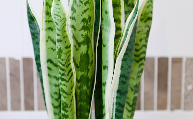 Robe, South Australia