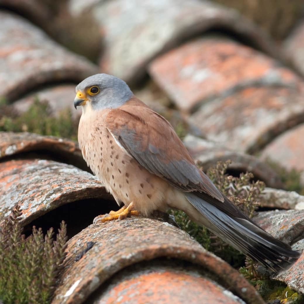 471286767 10159081947022614 2372562617264837903 n