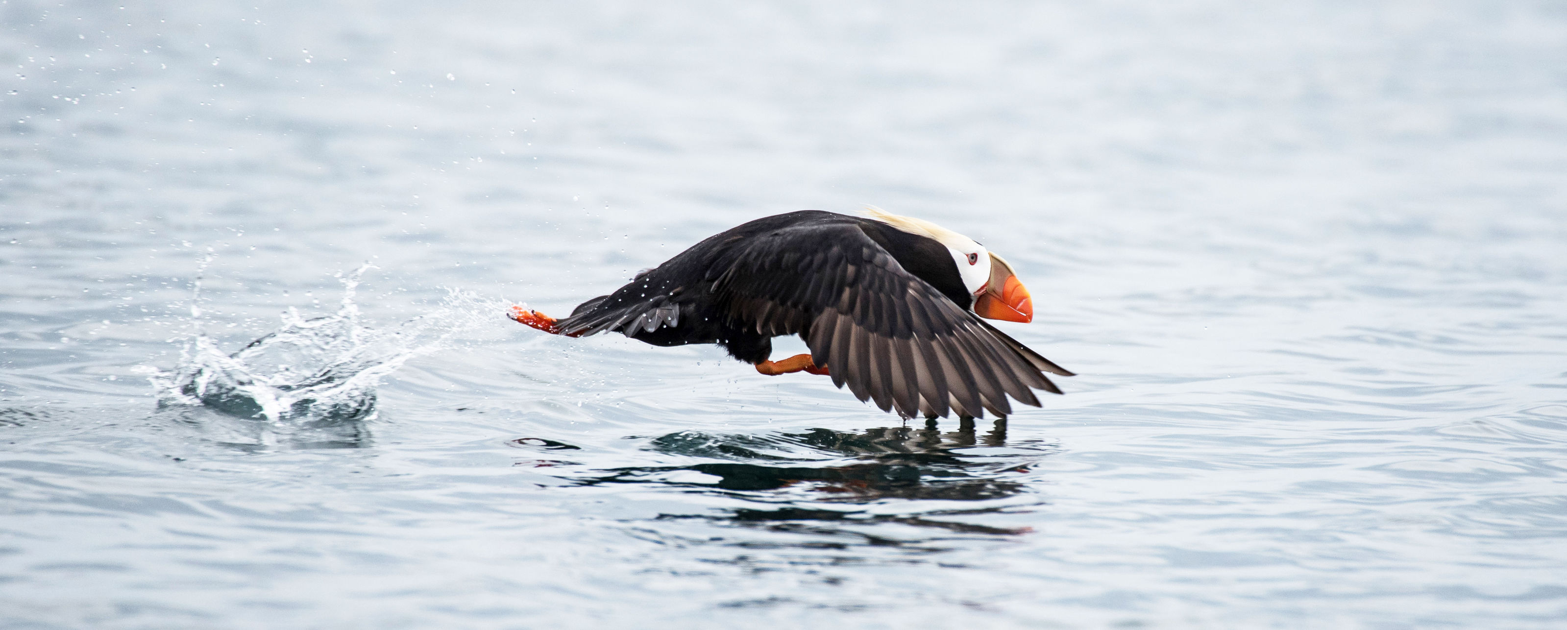 Oregon Coast Tufted Puffins