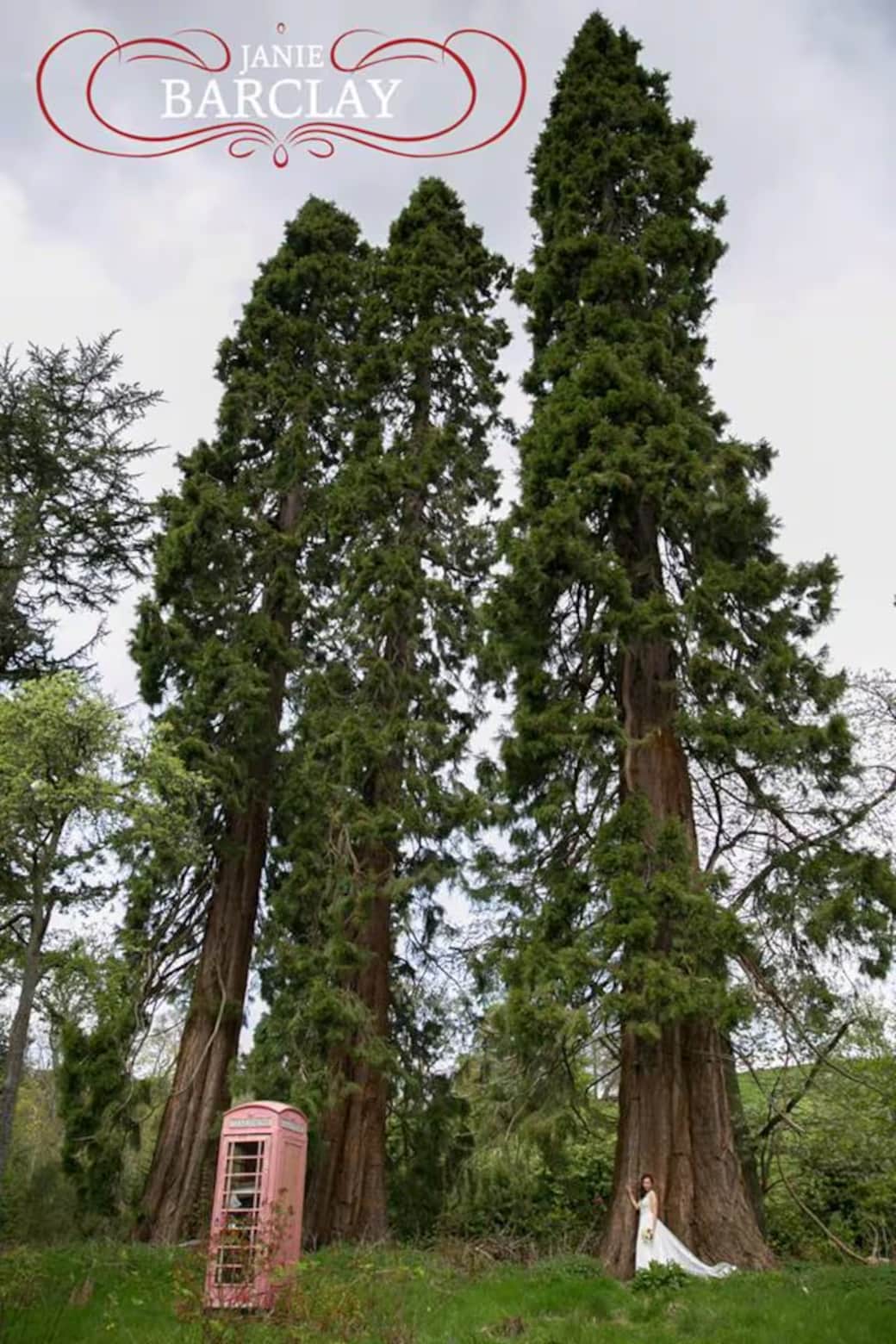 American redwood trees