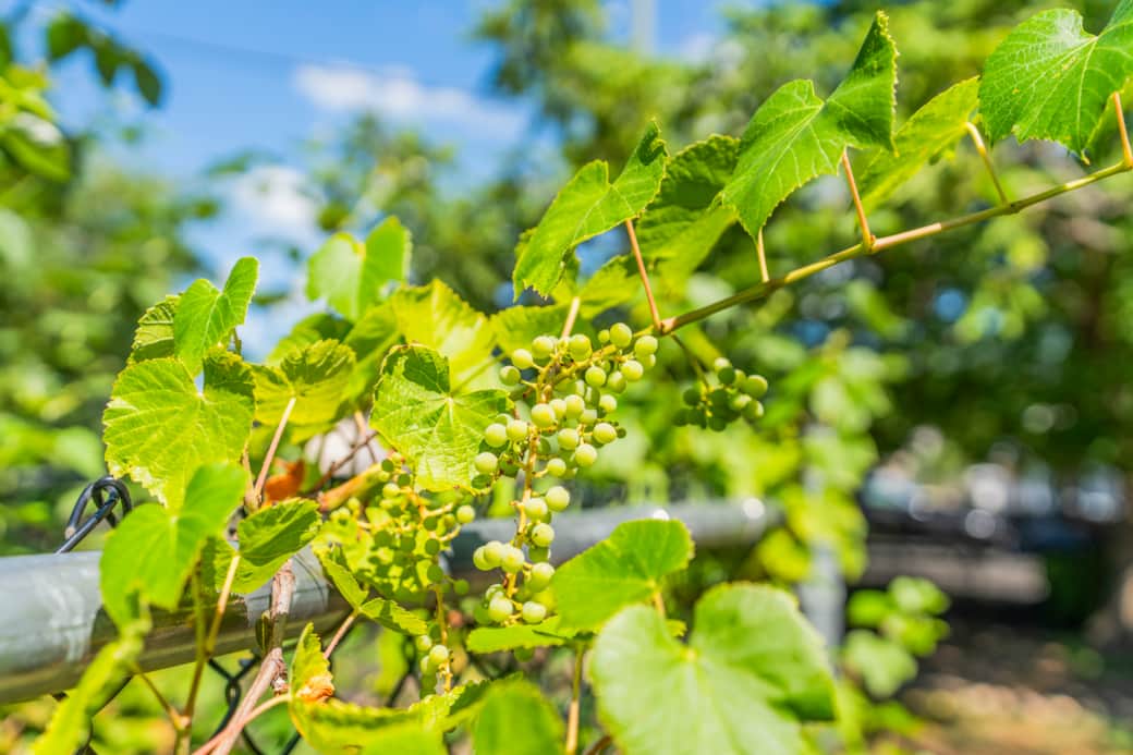 Got to have grapes in the Okanagan.