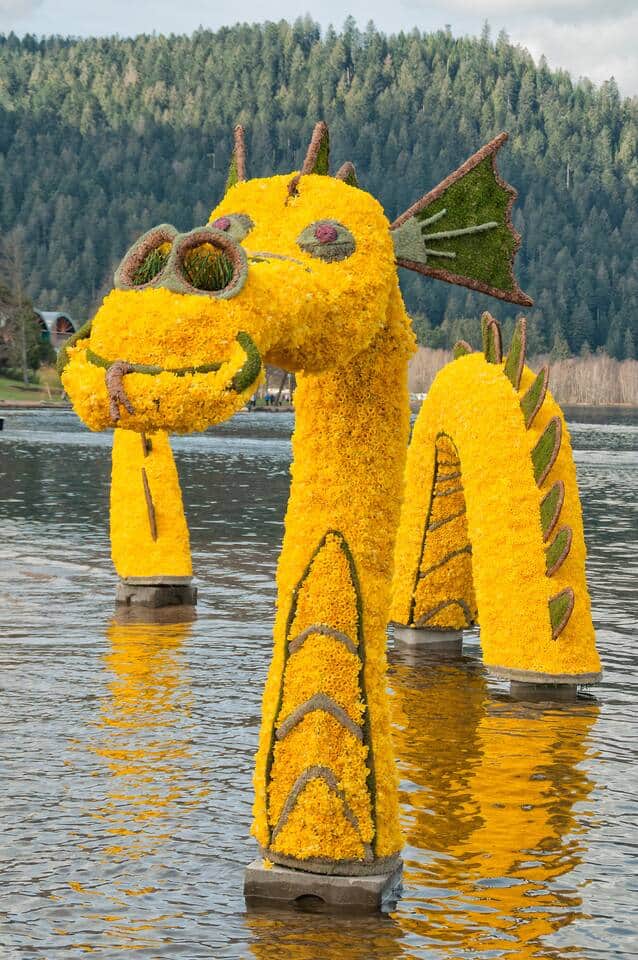 Avril, les jonquilles envahissent les prés vosgiens, offrant une alternative au vert des forêts Avril, les jonquilles envahissent les prés vosgiens, offrant une alternative au vert des forêts