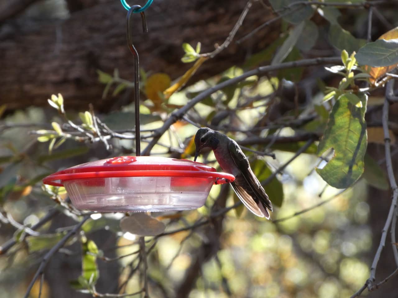 Blue Throated Mountain Gem Hummingbird