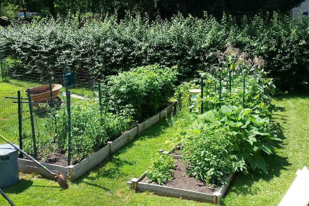 Our veggie garden