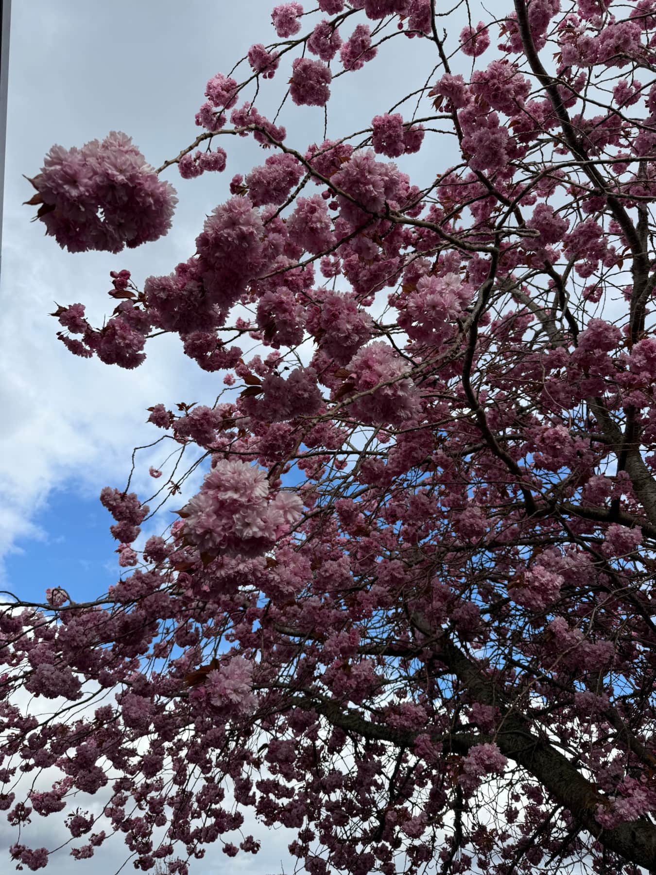 Cherry Blossom