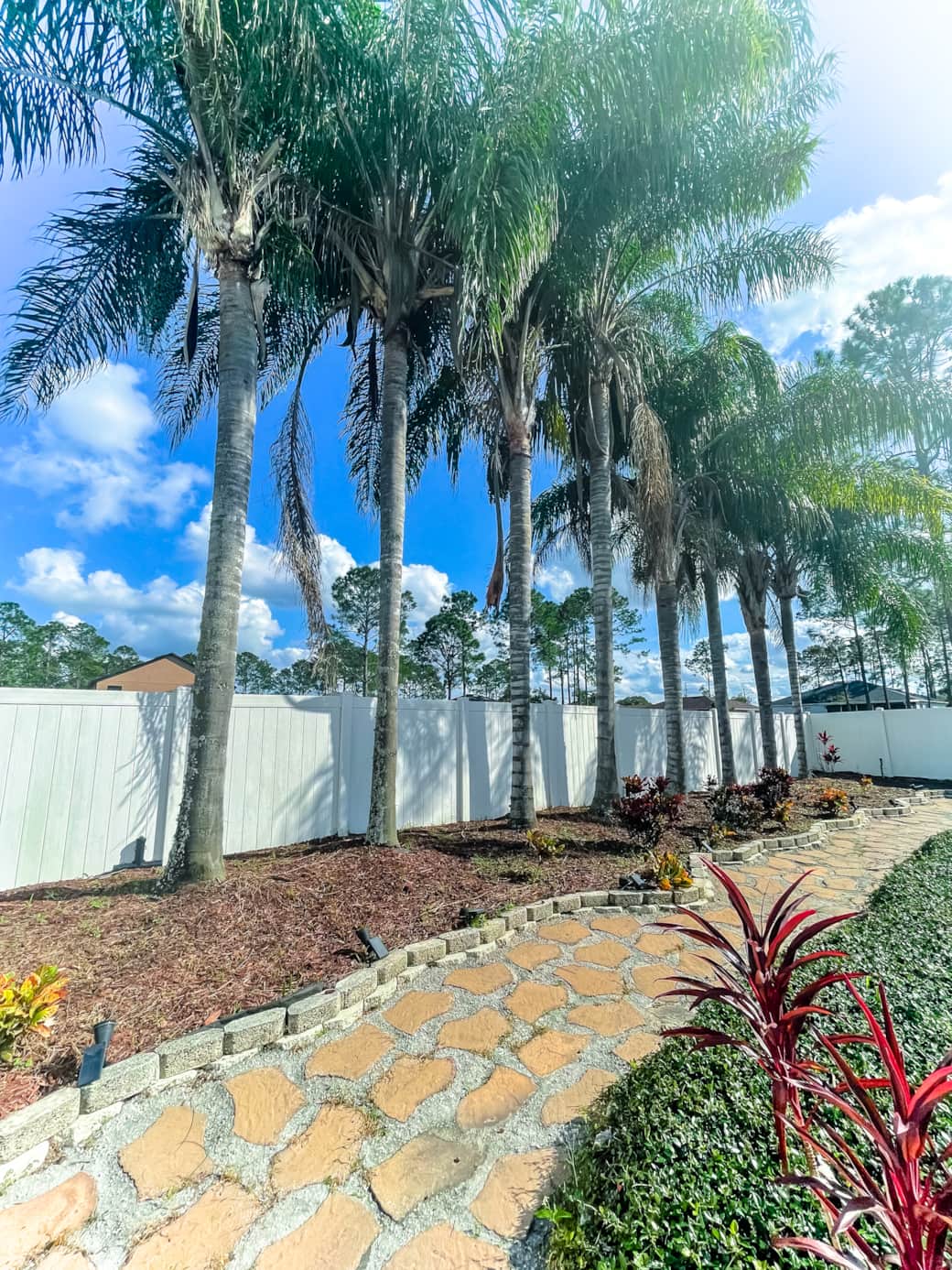 Palm trees in backyard Palm trees in backyard