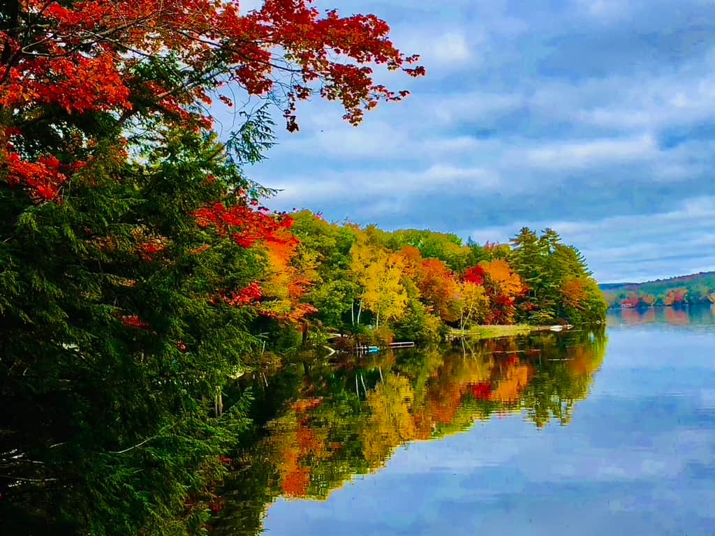 Foliage on the lake.