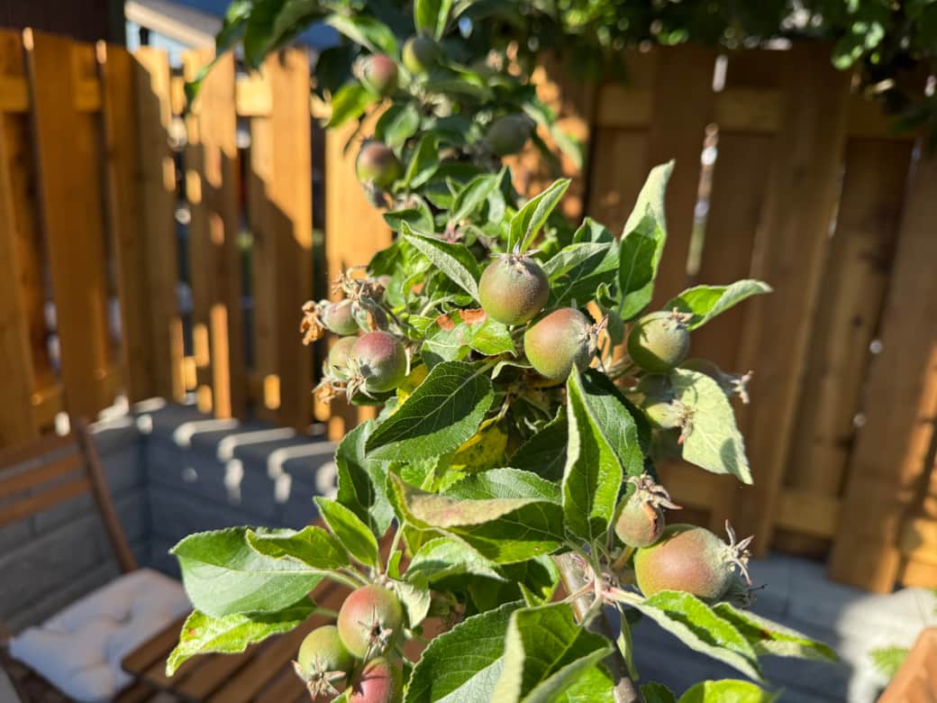 Apple Tree